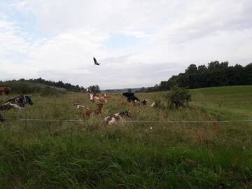 Фото номера Семейный номер Фермерские дома Zacisze przy lesie г. Рын 22